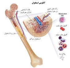 تحقیق در مورد بافت شناسي استخوان